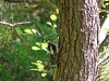 great-spotted-woodpecker